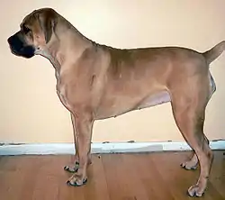 Femelle Boerboel âgée de deux ans