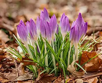 Crocus tommasinianus. Février 2021.