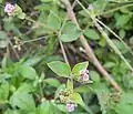 Boerhavia diffusa à tige pubérulente en fleurs