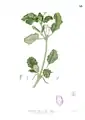 illustration de Boerhavia diffusa par Francisco Manuel Blanco