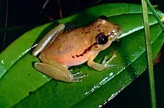 Description de l'image Boeseman's Snouted Treefrog (Scinax boesemani) (13908936017).jpg.