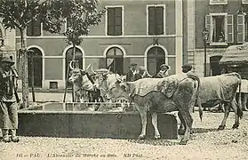 Carte postale en noir et blanc de plusieurs vaches à un abreuvoir.