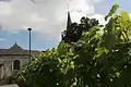 Les vignes plantées près de l'église.