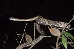 Description de l'image Boiga-siamensis-gray-cat-snake-kaeng-krachan-national-park.jpg.