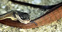 Description de l'image Boiga nigriceps.jpg.