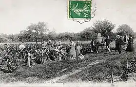 Les vendanges vers 1910