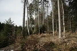 Bois Faucan dans la forêt du Jorat près de Corcelles-le-Jorat.