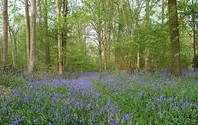 Les Jacinthes d'avril au bois de Ghlin dans la province de Hainaut.