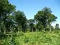 Dans le bois de Perthe, les feuillus sont beaucoup plus présents que dans le massif principal; ici, une futaie de chênes à l'est du bois, vers Montagny-Sainte-Félicité.