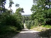 Le relief du bois de Perthe est beaucoup plus accentué que celui du secteur central de la forêt; route du Regard du poteau de Perthe au Désert.