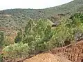 Casuarina collina et Acacia spirorbis d'environ 7 ans en réhabilitation de terrains miniers