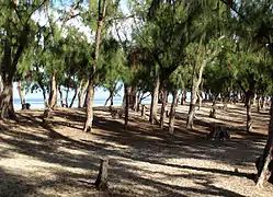 Bois de filaos en arrière-plage à la Réunion.