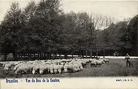 Le bois de la Cambre (1902)