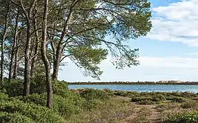 Vic-la-Gardiole : La pinède du Bois des Aresquiers), l'étang d'Ingril et Frontignan-Plage.