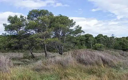 Bois des Aresquiers.