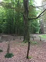 Bois des Capucins : Les ruines souterraines sont enfouies  dans la végétation entre les drèves de l'Hôpital, de l'Aumônier et des Puits.