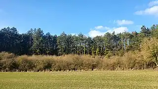 Partie sud du bois, depuis le champ « Le Cul d'Enfer ».