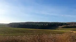 La pelouse calcicole « Sur la Vallée Douard », donnant vu sur bois.