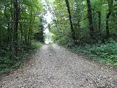 Chemin dans le bois des Vouillants.