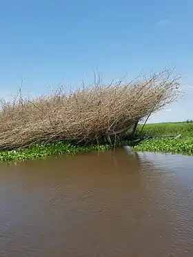 Pirogue transportant des branchages pour construire un acadja