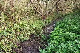 le ru de la Mare aux Evées à Boissise-le-Roi avant sa confluence avec la Seine.