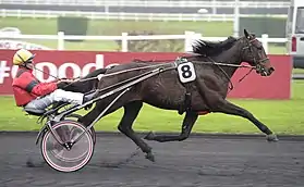 Photographie de profil d'un cheval attelé en course dont le driver, à gauche, porte une casaque rouge et une toque jaune