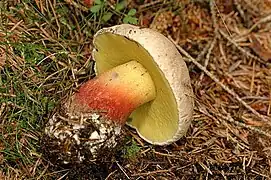 photographie d'un champignon couché, avec un pied rouge en bas et jaune en haut, et des pores jaunes sous un chapeau crème.
