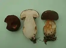 Un gros champignon brun au pied renflé.