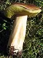 Boletus aestivalis, Pied massueet tubes verts (adulte et vieux)