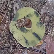 Face inférieure du chapeau montrant les pores serrés, jaune pâle, bleuissant au toucher.