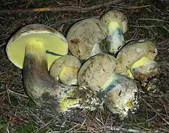 Six champignons à différents stades de développement montrant un chapeau brun clair et un pied jaune réticulé.