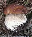 photo de Boletus edulis