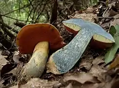 Rubroboletus lupinus.