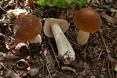 Description de l'image Boletus nobilis 01.jpg.