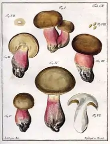 Cinq dessins de Boletus olivaceus sur pied, un d'une coupe, un d'une sporée et une représentation des spores.