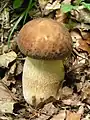 Spécimen jeune semblable à Boletus edulis