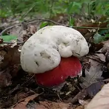 Boletus satanas, Pied rougeet toxique