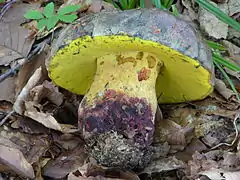 Boletus torosus