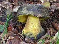 Description de l'image Boletus torosus 3.JPG.