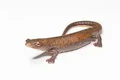 Description de l'image Bolitoglossa schizodactyla salamander.jpg.