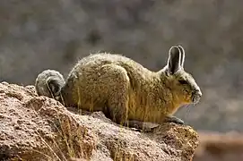 Viscache des montagnes (Lagidium viscacia).