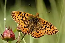 Papillon Nacré de la canneberge