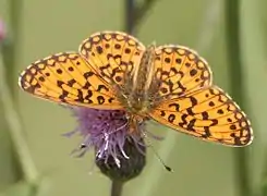 Boloria (Clossiana) selene