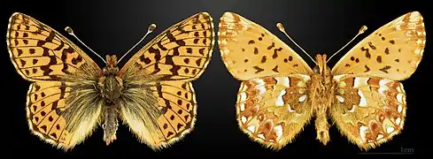 Boloria (Boloria) aquilonaris, le Nacré de la canneberge