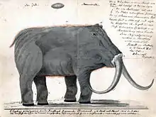 Dessin d'un mammouth sans trompe vu de profil avec des annotations manuscrites.