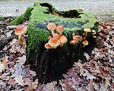 Champignons (Hypholoma sublateritium) colonisant une souche.