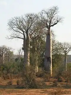 Baobab za (Adansonia za).