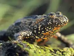 Crapaud sonneur à ventre de feu, vue de trois-quart face, avec ses marques caractéristiques rouge orangées sous le ventre et un dos sombre, tourné vers la droite