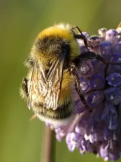 Description de l'image Bombus (male) - Succisa pratensis - Keila.jpg.