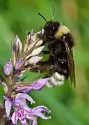 Bombus bohemicus femelle butinant un orchis de Fuchs en Estonie.